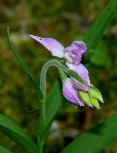 Cephalanthera rubra